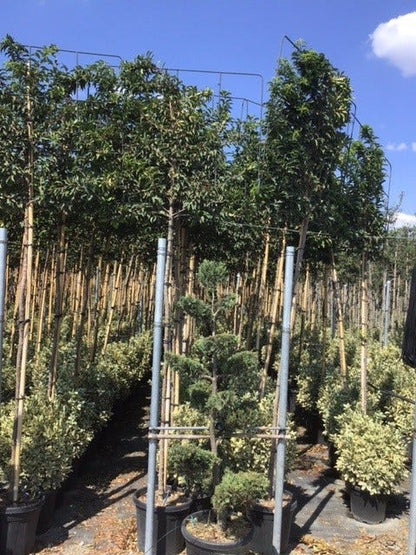  Portugese Laurier Als Leiboom (Prunus Lusitanica)