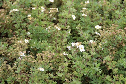  Ganzerik (Potentilla Fruticosa 'Abbotswood')