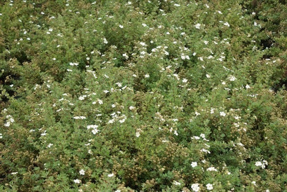  Ganzerik (Potentilla Fruticosa 'Abbotswood')