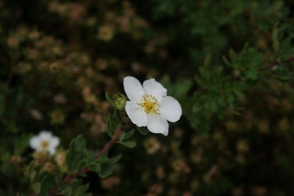  Ganzerik (Potentilla Fruticosa 'Abbotswood')