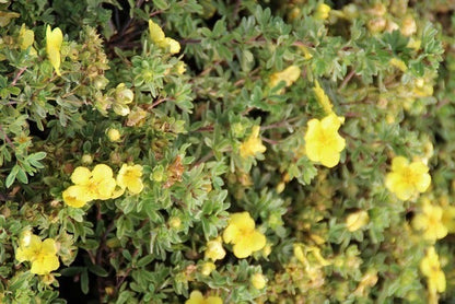 Ganzerik (Potentilla Fruticosa 'Elizabeth')