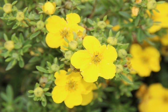  Ganzerik (Potentilla Fruticosa 'Goldfinger')