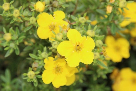  Ganzerik (Potentilla Fruticosa 'Goldfinger')