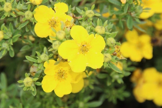  Ganzerik (Potentilla Fruticosa 'Goldfinger')