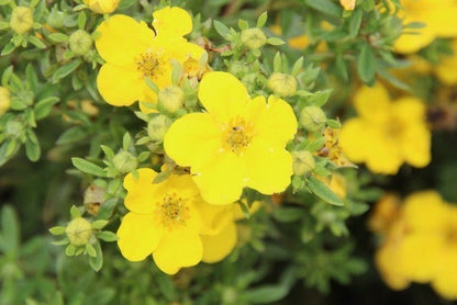  Ganzerik (Potentilla Fruticosa 'Goldfinger')