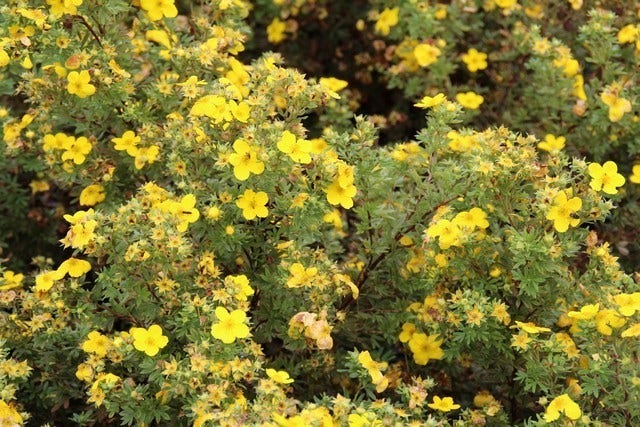  Ganzerik (Potentilla Fruticosa 'Goldfinger')