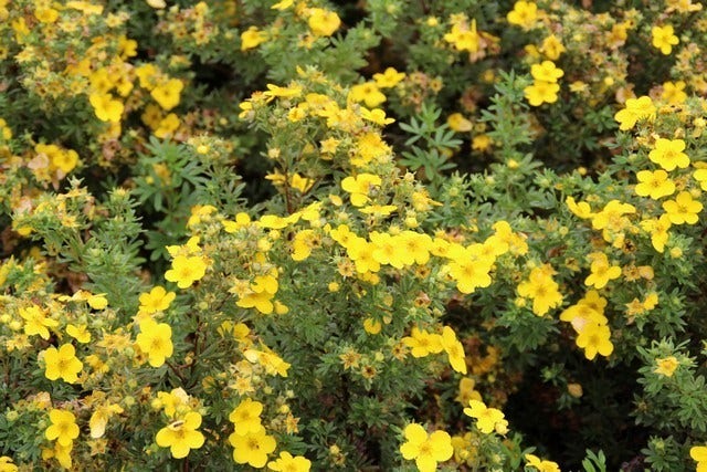  Ganzerik (Potentilla Fruticosa 'Goldfinger')