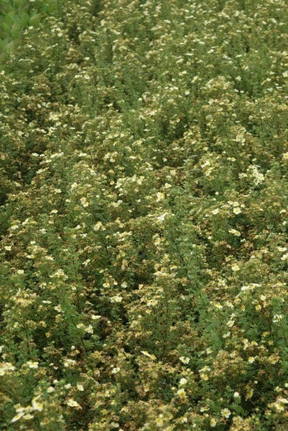  Ganzerik (Potentilla Fruticosa 'Limelight')