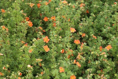  Ganzerik (Potentilla Fruticosa 'Red Ace')