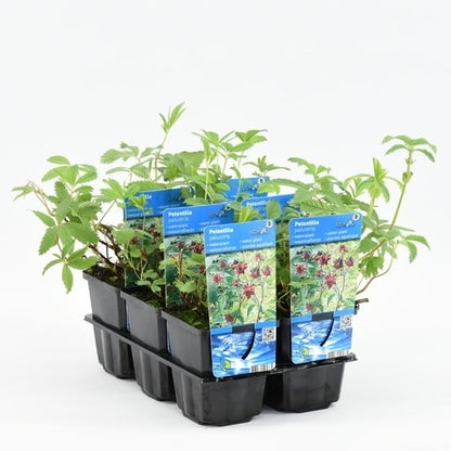  Wateraardbei (Potentilla Palustris)