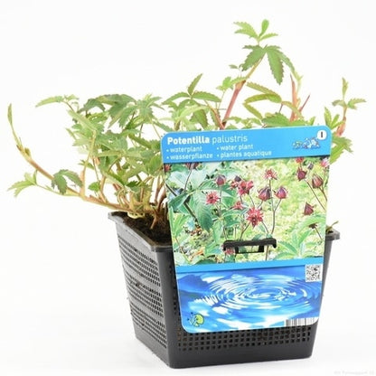  Wateraardbei (Potentilla Palustris)