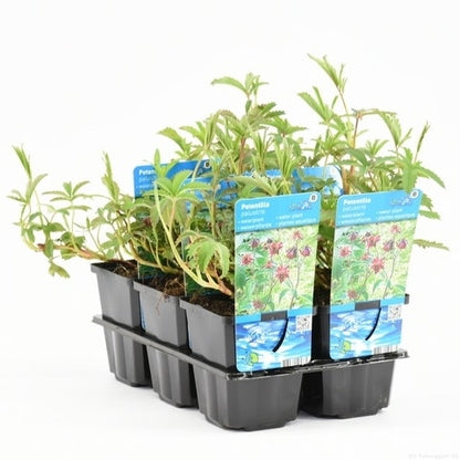  Wateraardbei (Potentilla Palustris)