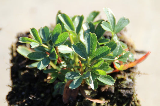  Ganzerik (Potentilla Tridentata 'Nuuk')