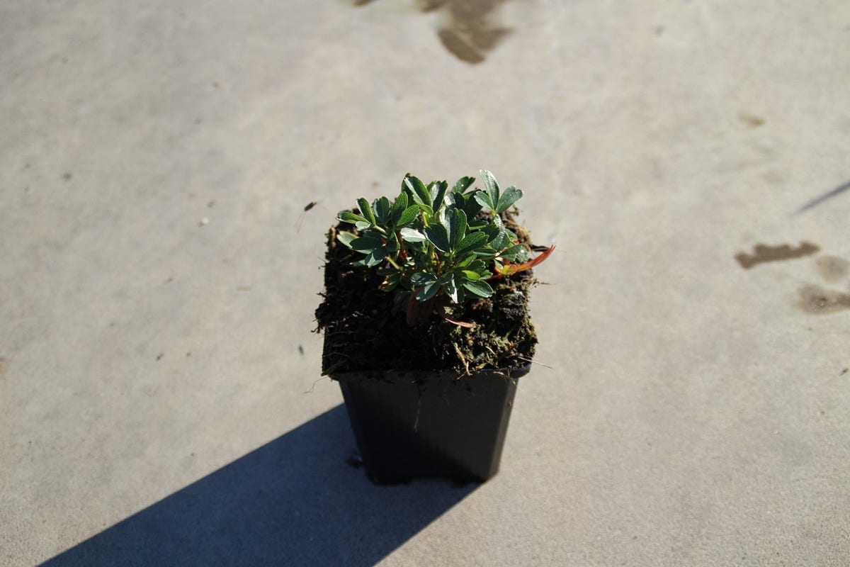  Ganzerik (Potentilla Tridentata 'Nuuk')