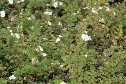  Ganzerik (Potentilla Fruticosa 'Abbotswood')