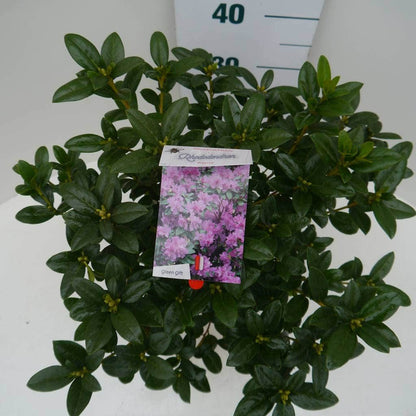  Vroegbloeiende Rhododendron (Rhododendron 'Praecox')