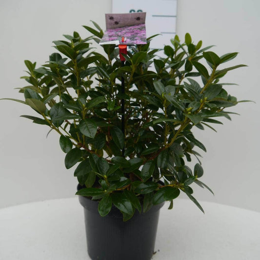  Vroegbloeiende Rhododendron (Rhododendron 'Praecox')