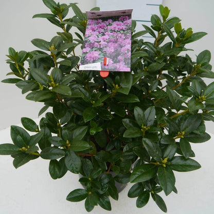  Vroegbloeiende Rhododendron (Rhododendron 'Praecox')
