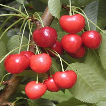  Kersenboom (Prunus Avium 'Kordia')