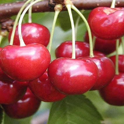  Kersenboom (Prunus Avium 'Regina')