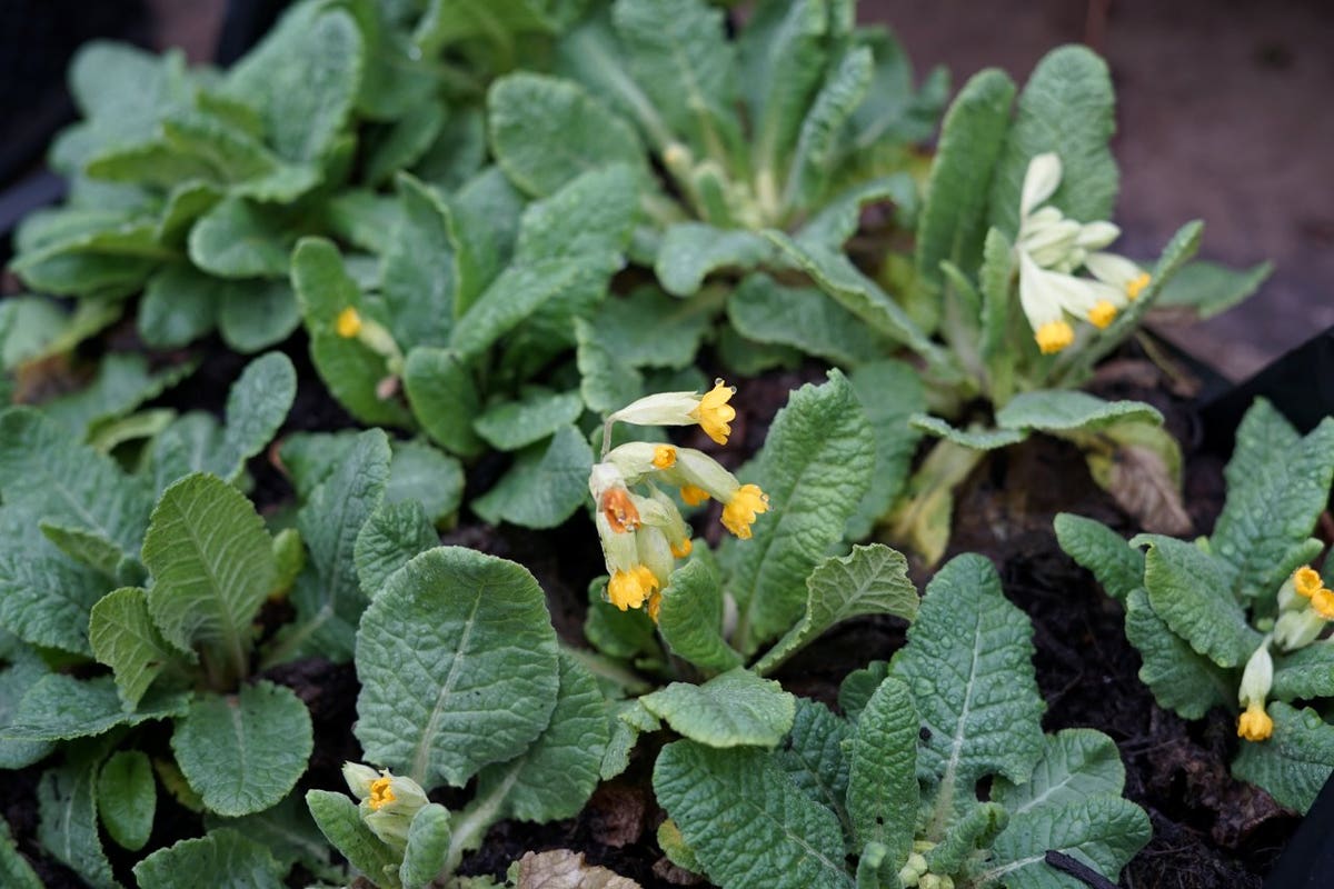  Echte Sleutelbloem (Primula Veris)