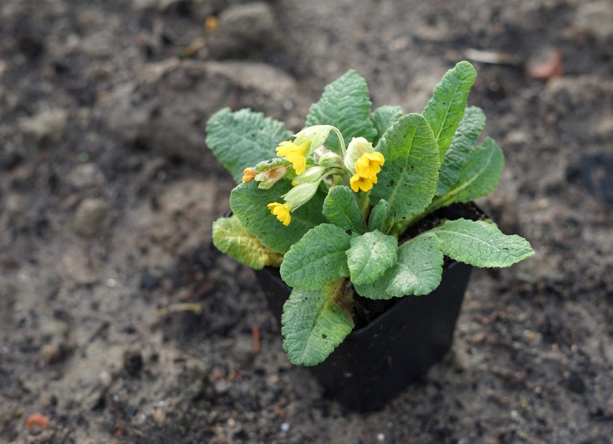  Echte Sleutelbloem (Primula Veris)