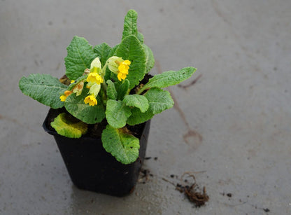  Echte Sleutelbloem (Primula Veris)