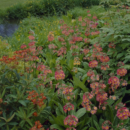  Sleutelbloem (Primula Bulleesiana)