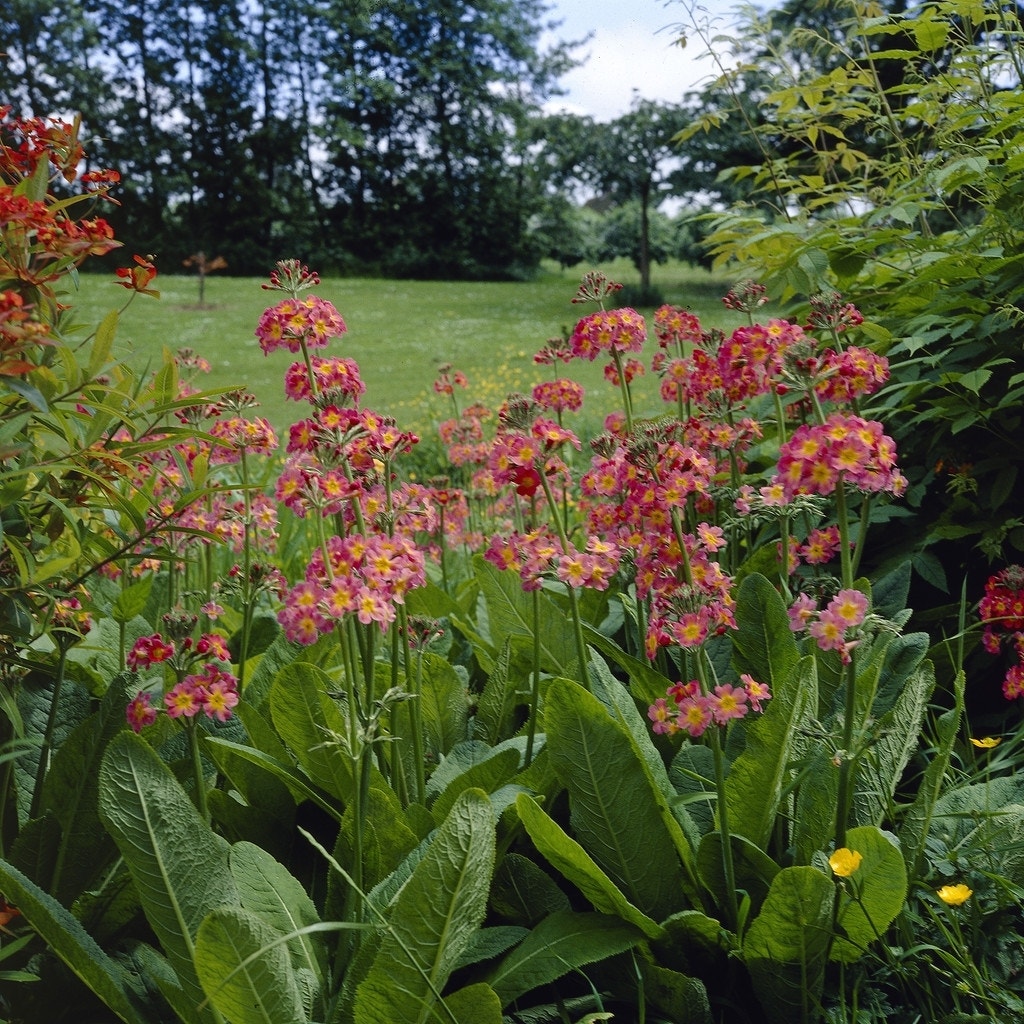  Sleutelbloem (Primula Bulleesiana)