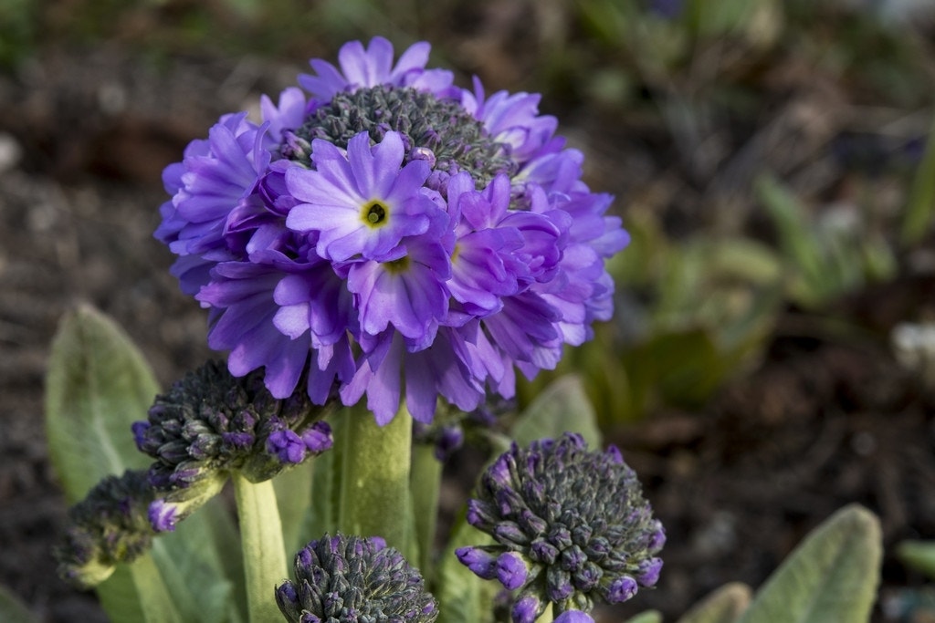  Sleutelbloem (Primula Denticulata)