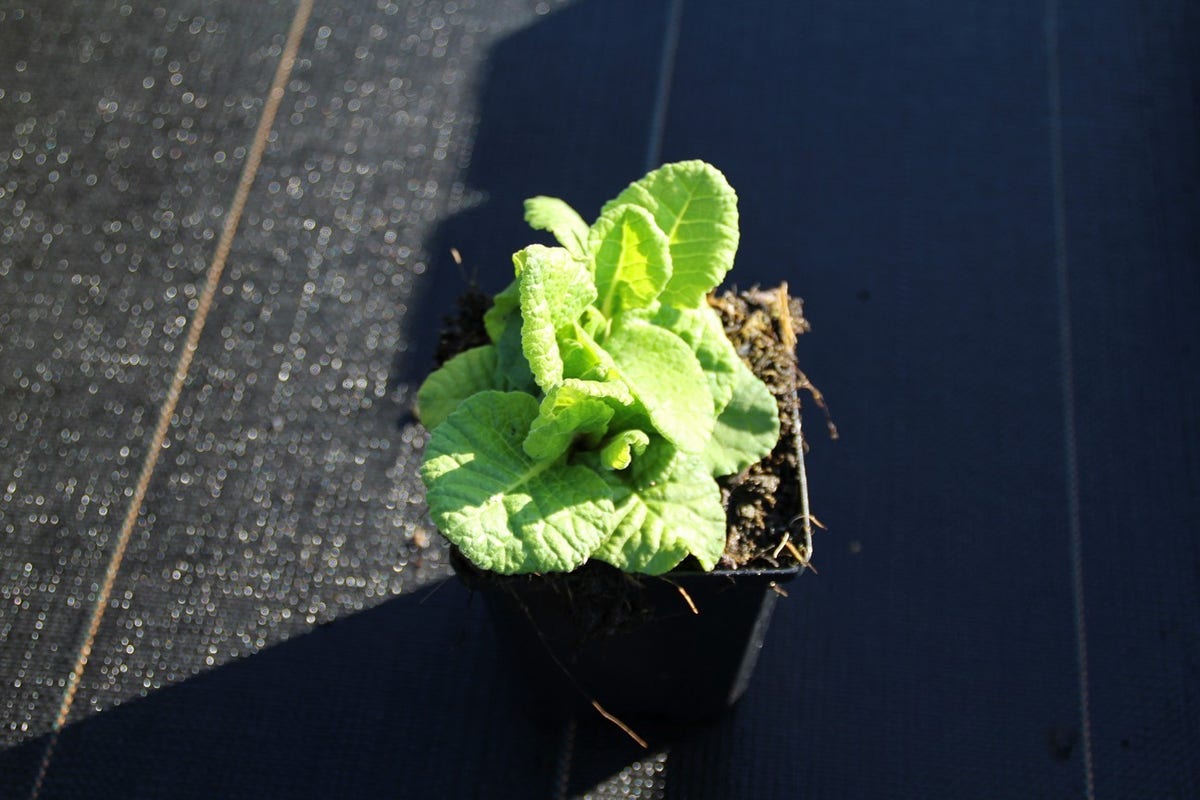  Echte Sleutelbloem (Primula Veris)