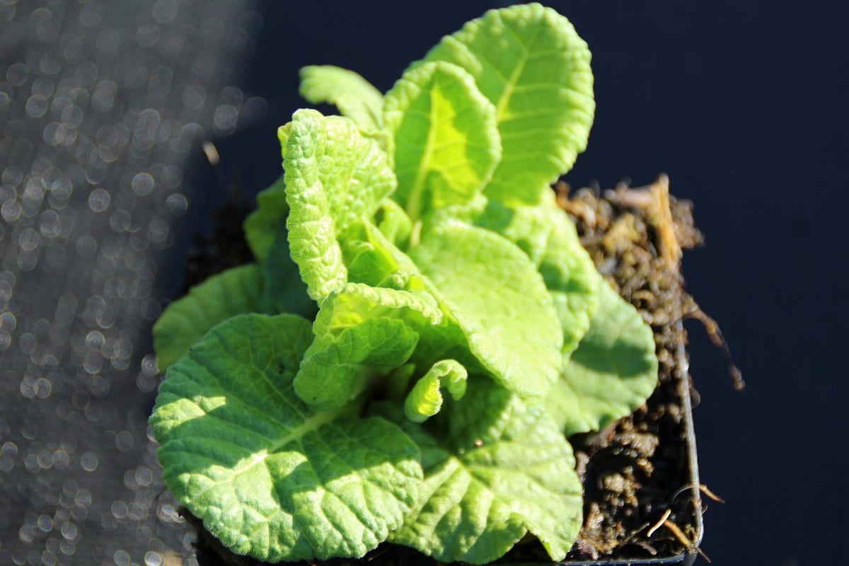  Echte Sleutelbloem (Primula Veris)