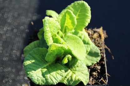  Echte Sleutelbloem (Primula Veris)