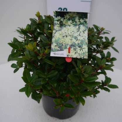  Dwergrhododendron (Rhododendron 'Princess- Anne')