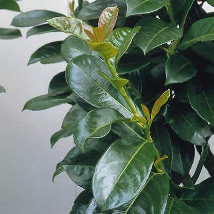  Laurier Op Stam (Prunus Laurocerasus 'Etna')