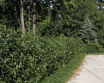  Laurier (Prunus Laurocerasus 'Genolia')