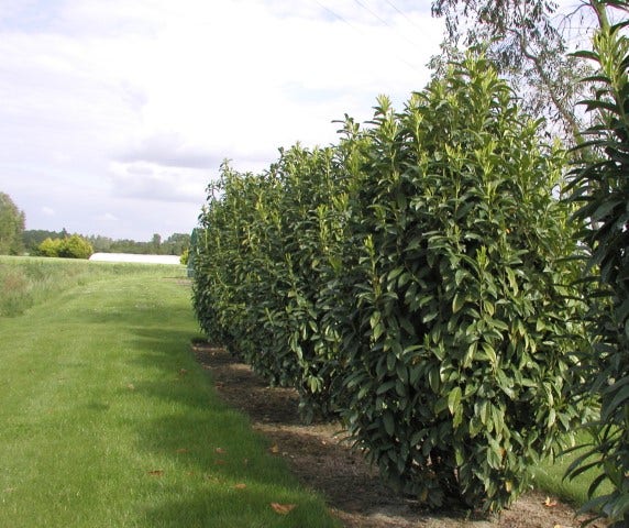  Laurier (Prunus Laurocerasus 'Genolia')