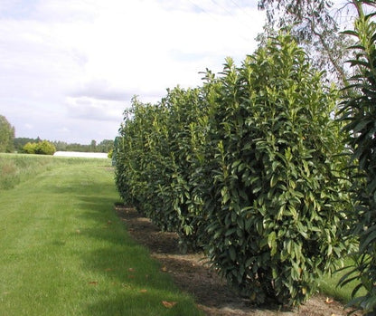  Laurier (Prunus Laurocerasus 'Genolia')