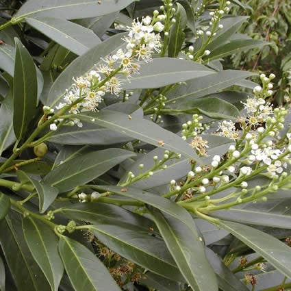  Laurier (Prunus Laurocerasus 'Herbergii')