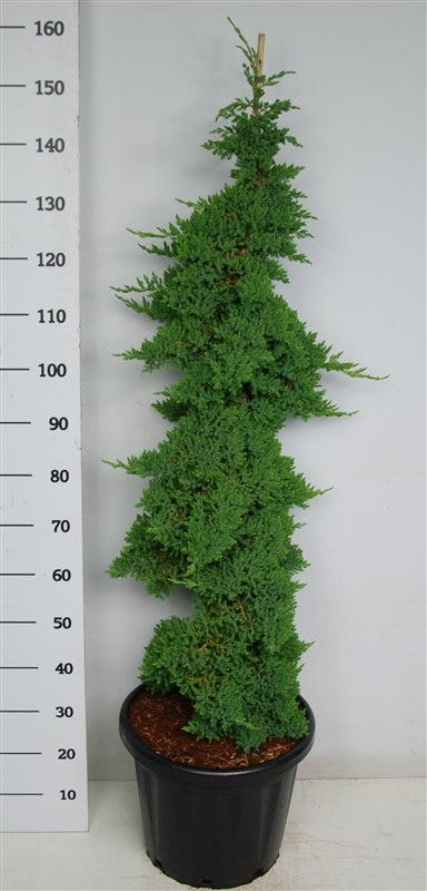  Jeneverbes (Juniperus Procumbens 'Nana')