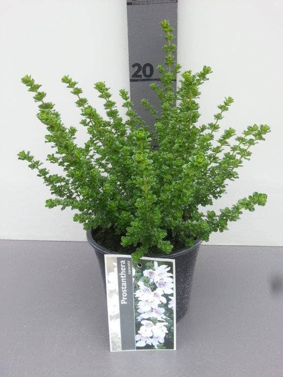  Prostanthera (Prostanthera Cuneata)