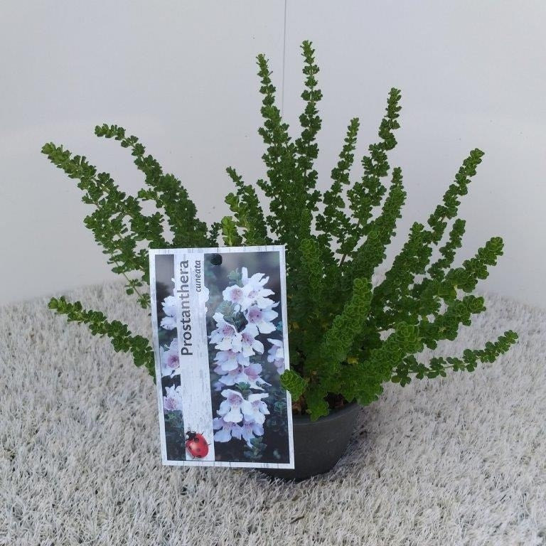  Prostanthera (Prostanthera Cuneata)