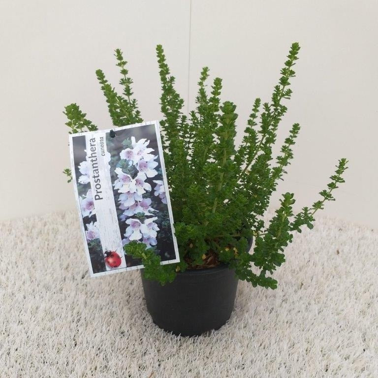  Prostanthera (Prostanthera Cuneata)