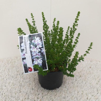  Prostanthera (Prostanthera Cuneata)