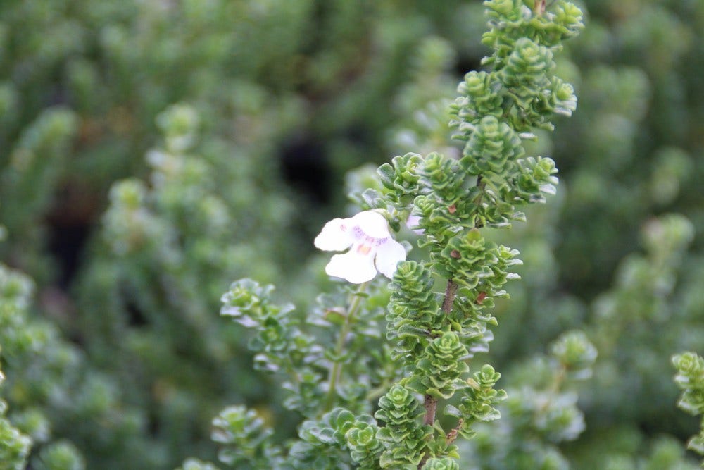  Prostanthera (Prostanthera Cuneata)