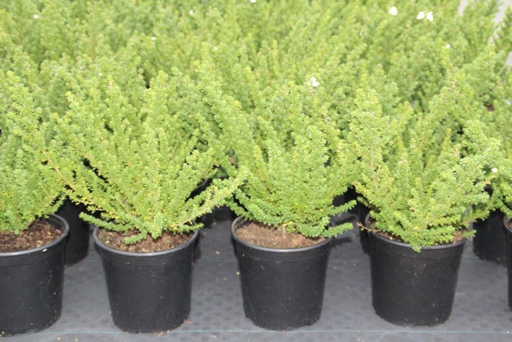  Prostanthera (Prostanthera Cuneata)