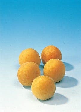  Lei-Pruim (Prunus Domestica 'Mirabelle De Nancy')