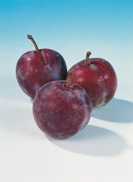  Pruimenboom (Prunus Domestica 'Opal')