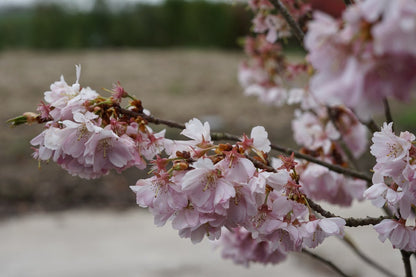  Japanse Sierkers (Prunus 'Accolade')