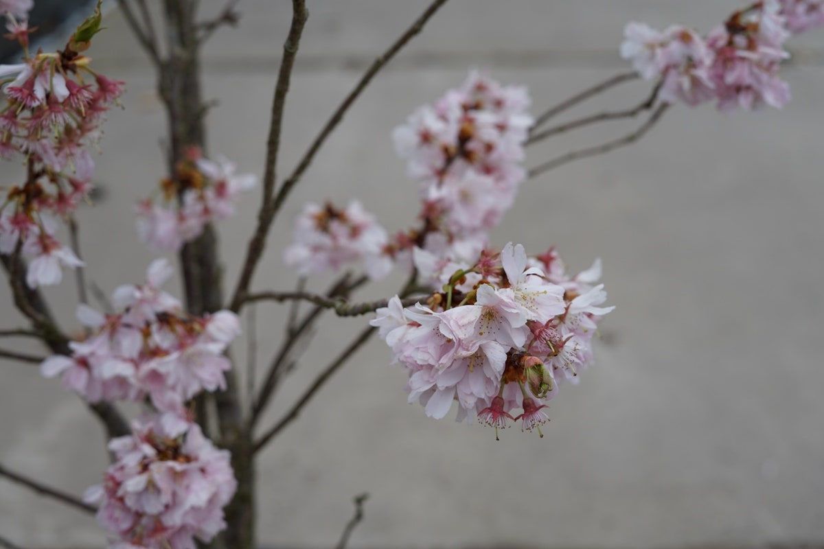  Japanse Sierkers (Prunus 'Accolade')